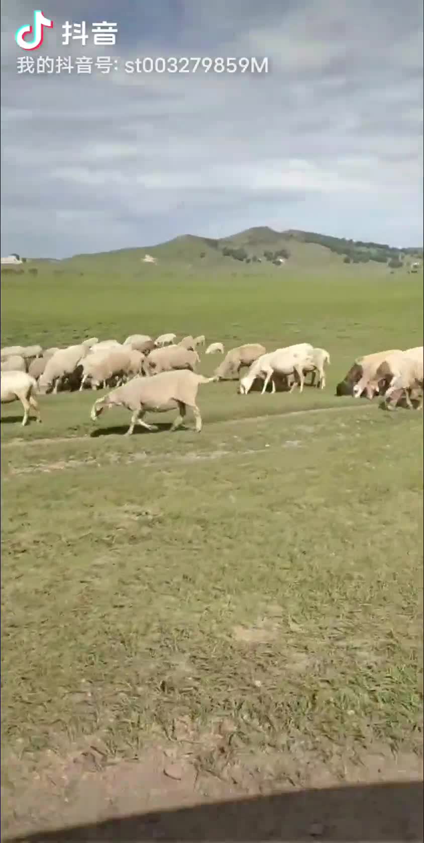乌兰布统大草原