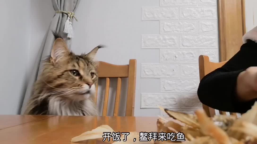 把自己当成人的猫(^･ｪ･^) My Cat friend 