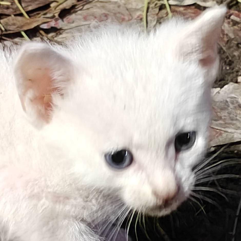 suki