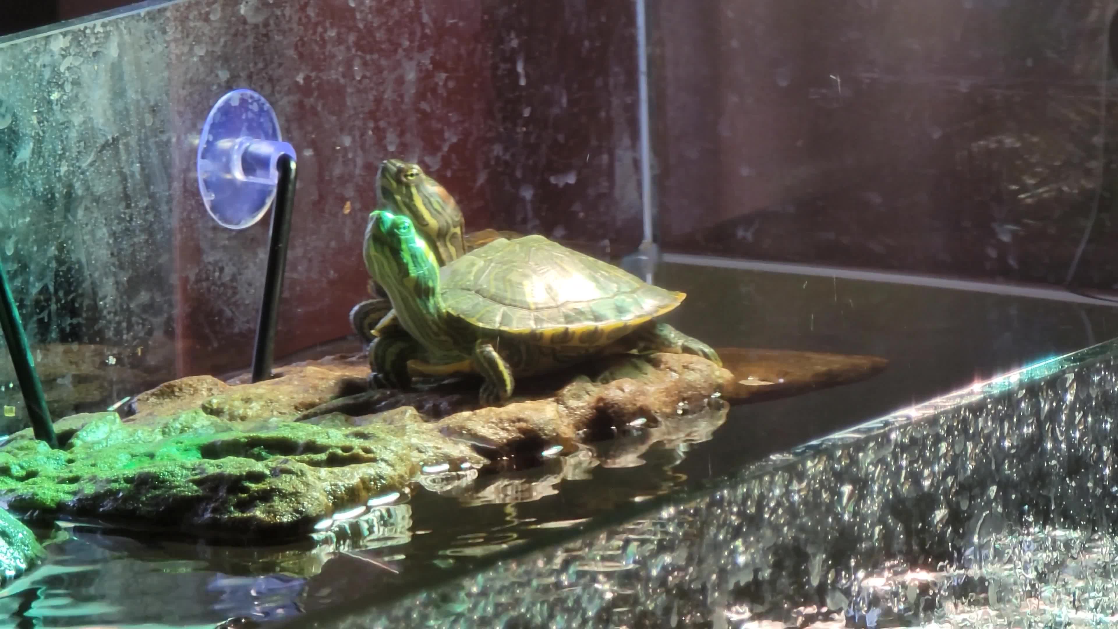 Party Turtle Pasta o