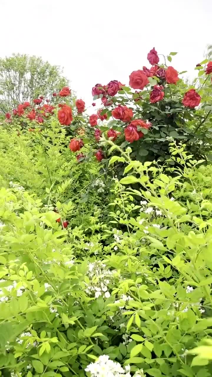 你来和不来，花总会为你而开