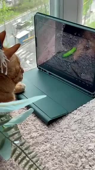 《给猫咪拍的动画片》 咱们已经追到第5集了