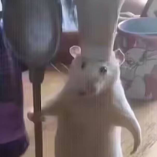 -LD-