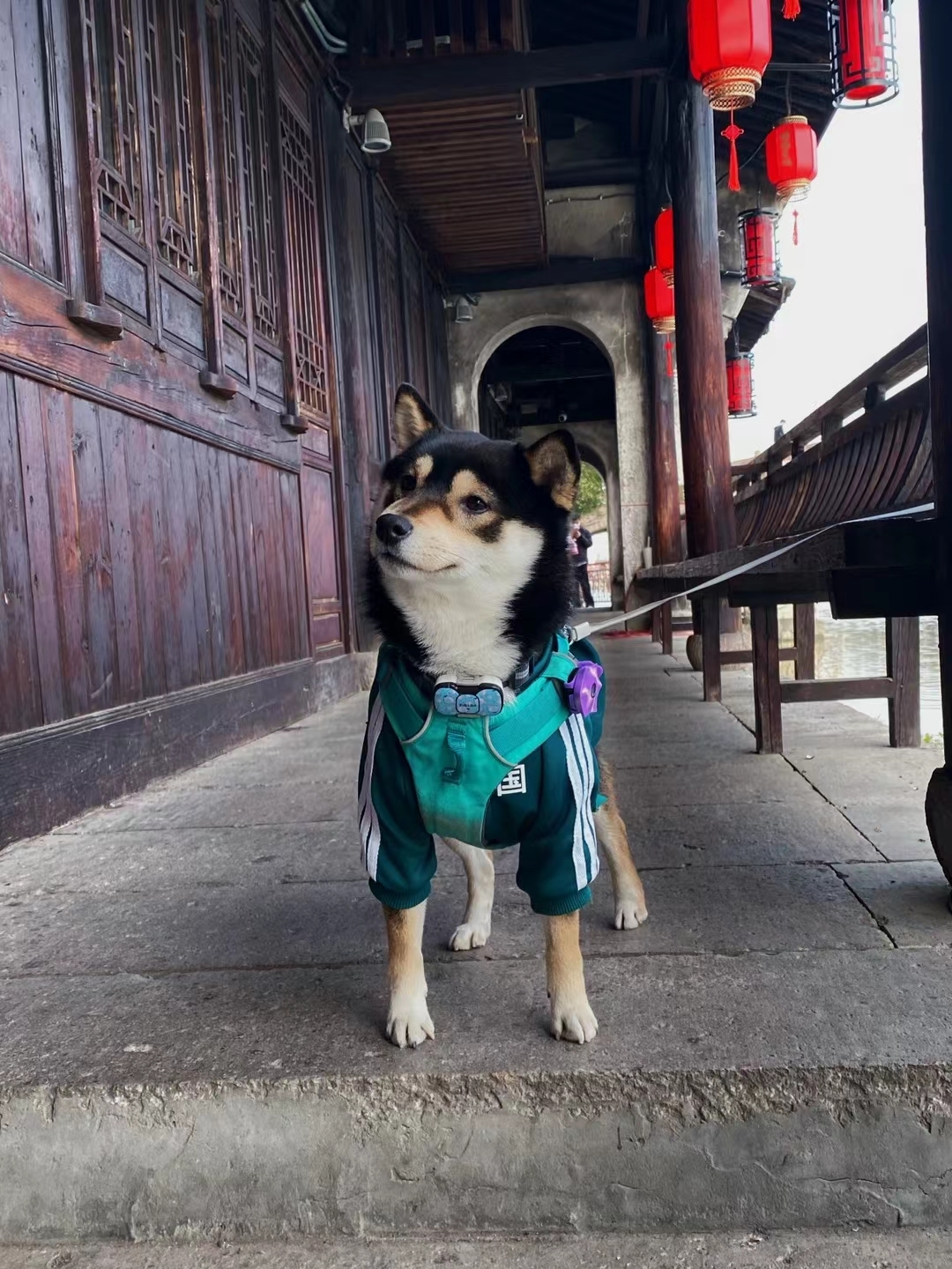 萌萌达！ Social  Pets 