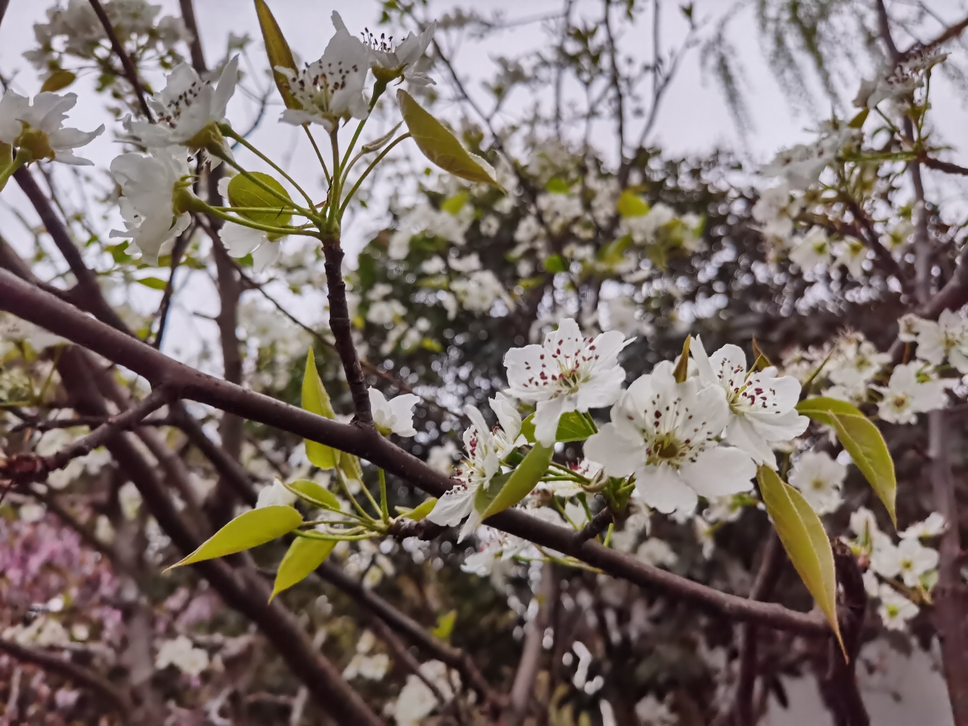 灼灼其华，之子于归 完美室友 