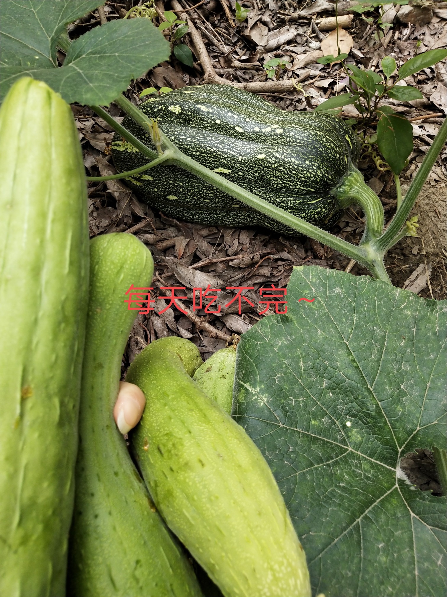 今天拍的，可惜没太多时间弄，都是偶尔请人