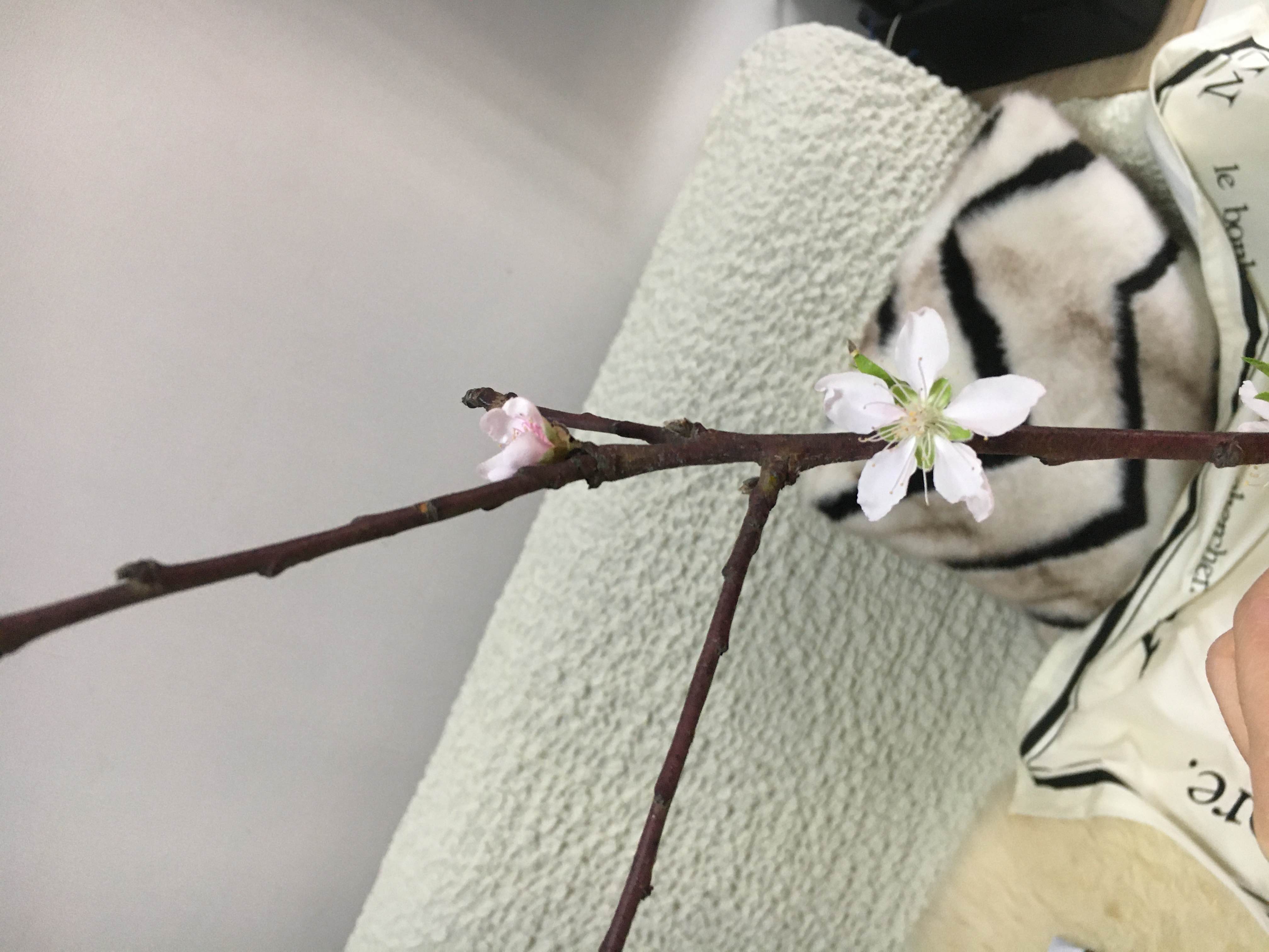 桃花朵朵开_1