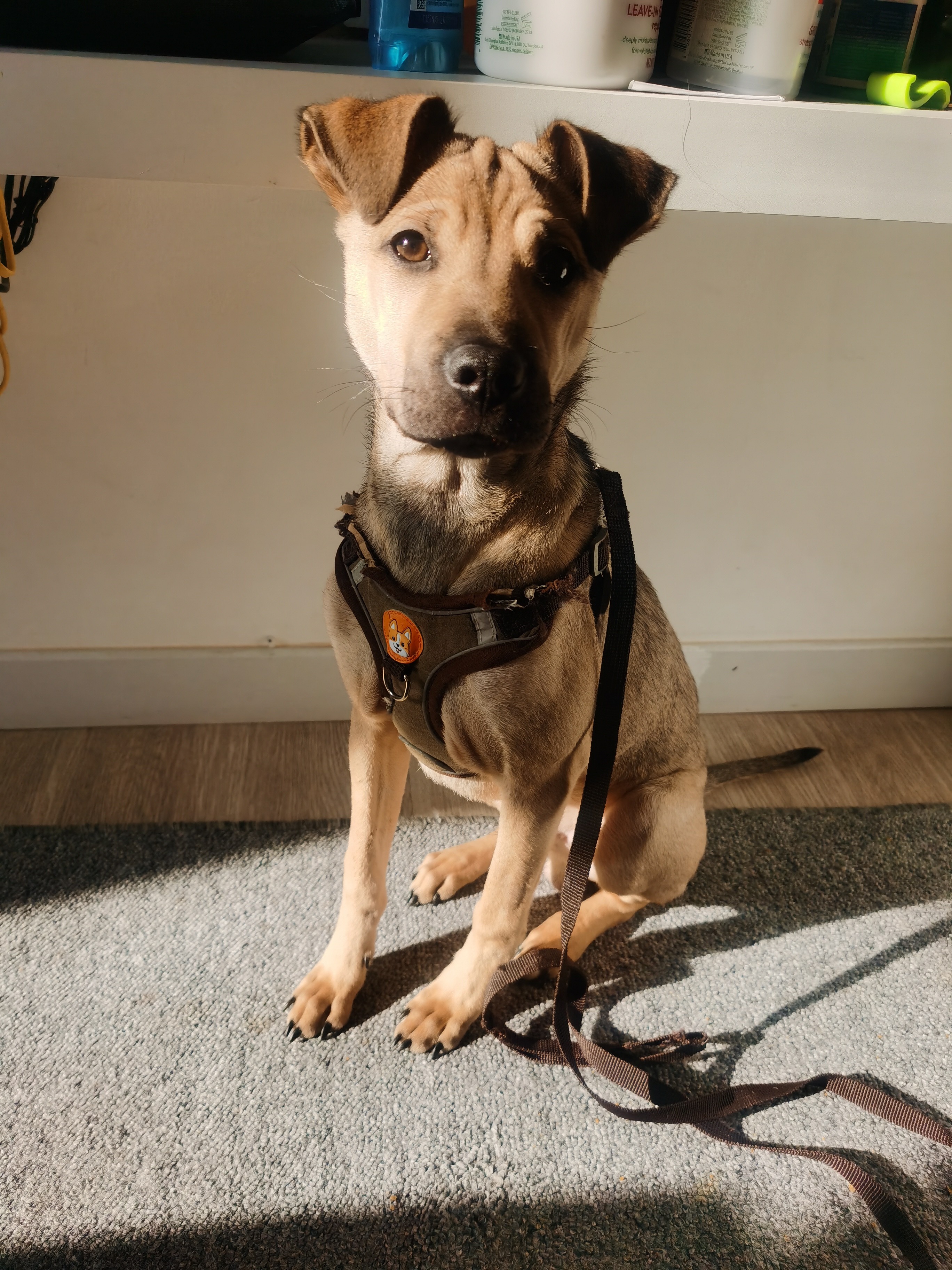 NICK is up for adoption _1