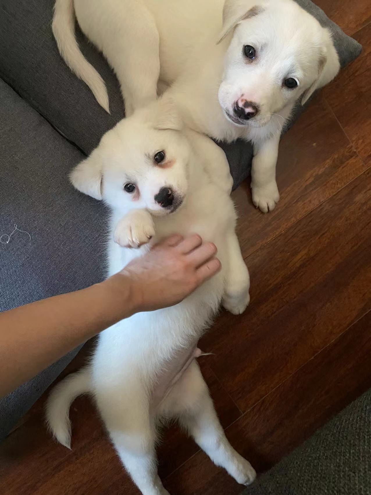 Puppies Snow&Oscar. Adoption _1