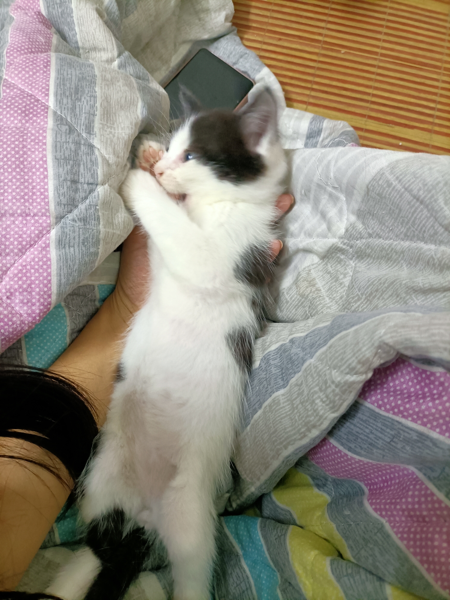 蓝猫和布偶的崽，求收养_1
