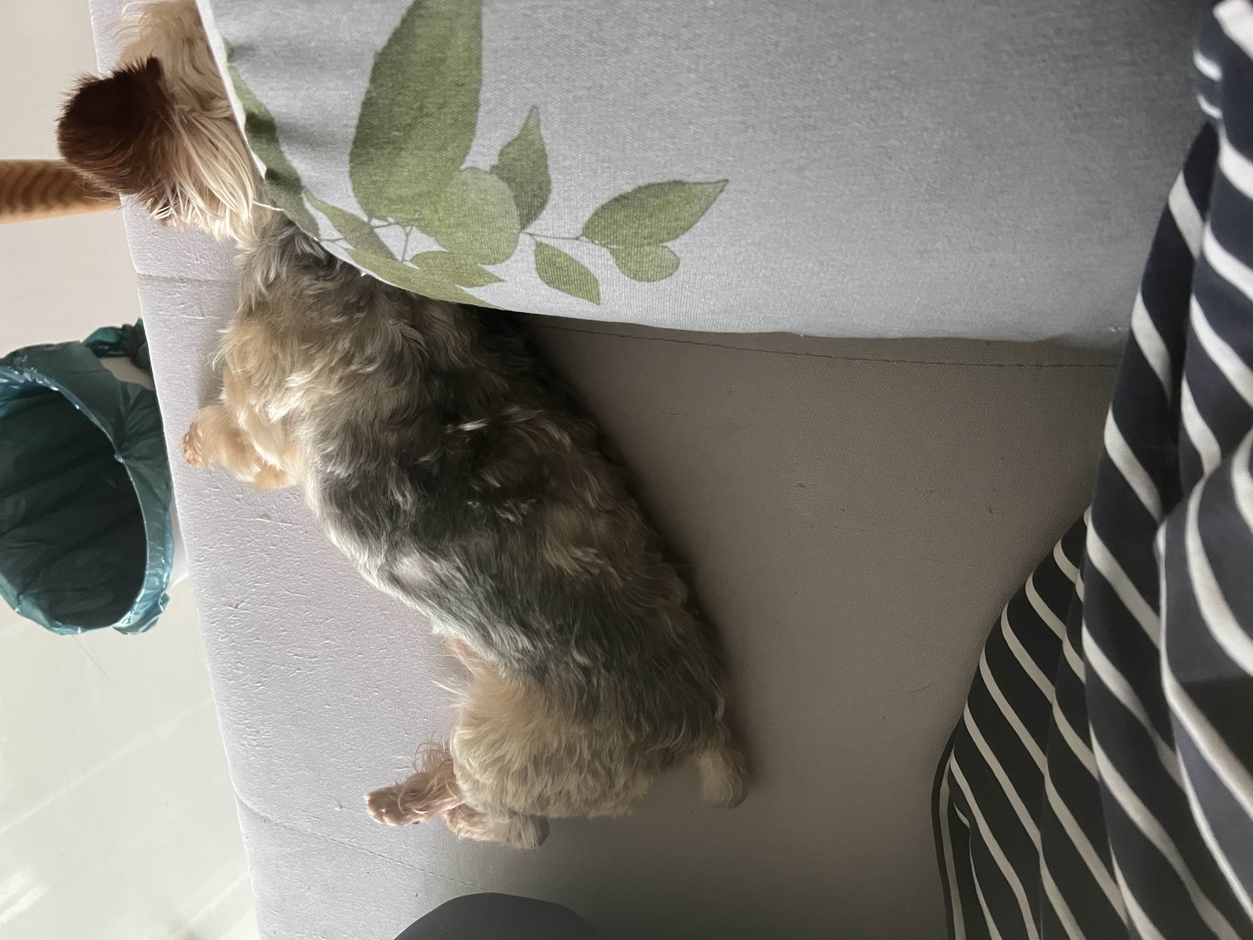 家庭寄养 小小床搭子_1