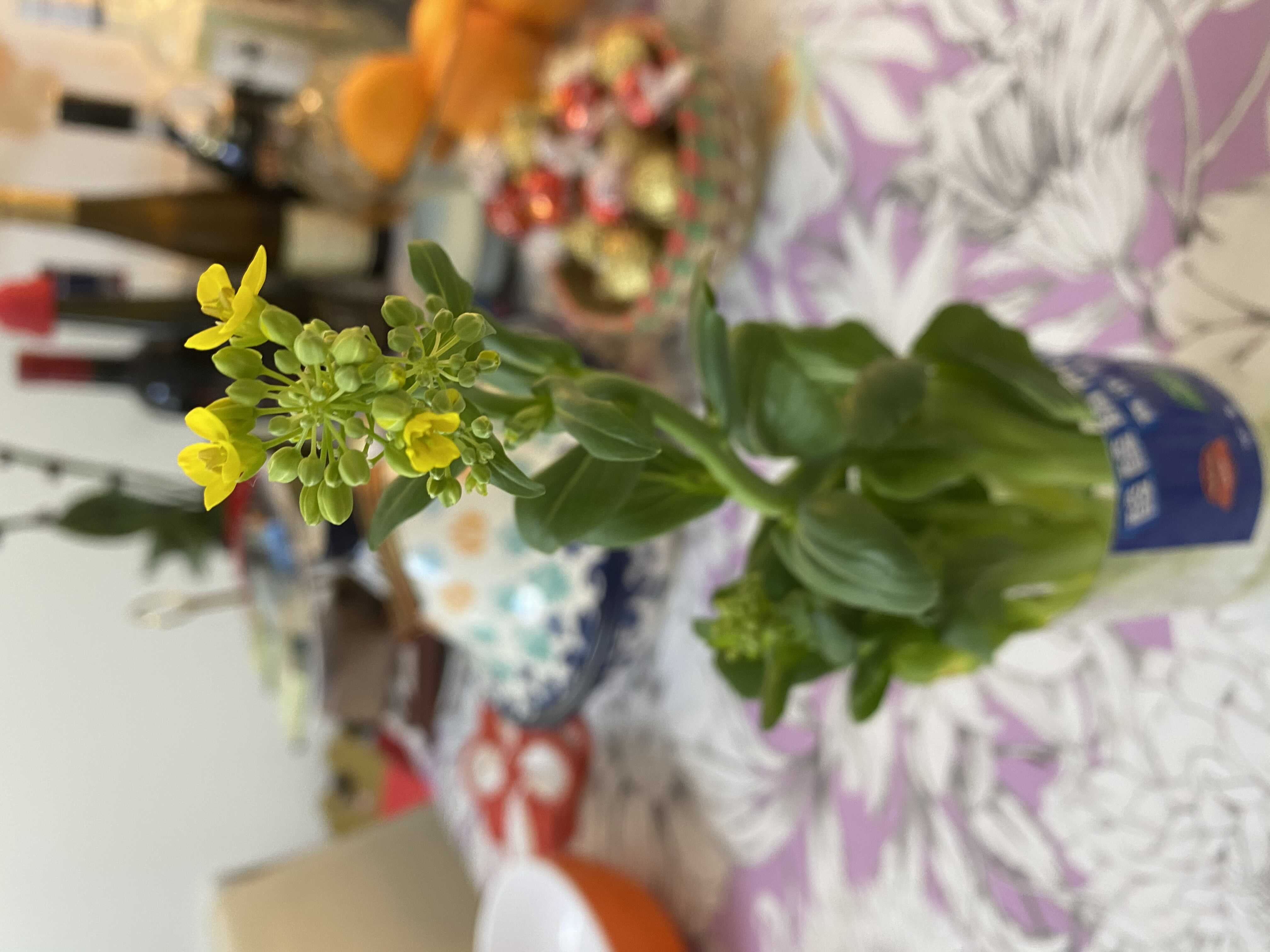 Lockdown Food or Flower?_1