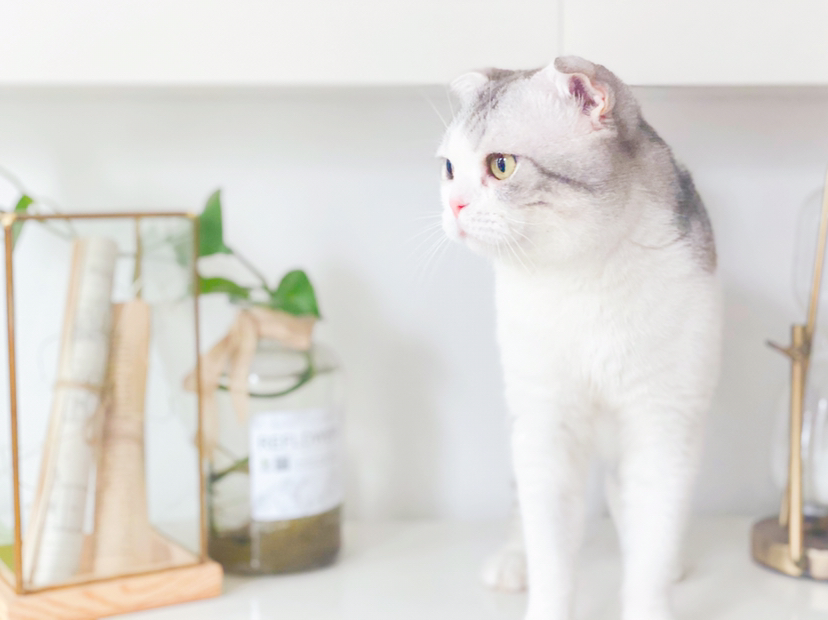 所以你们到底谁有狗_1