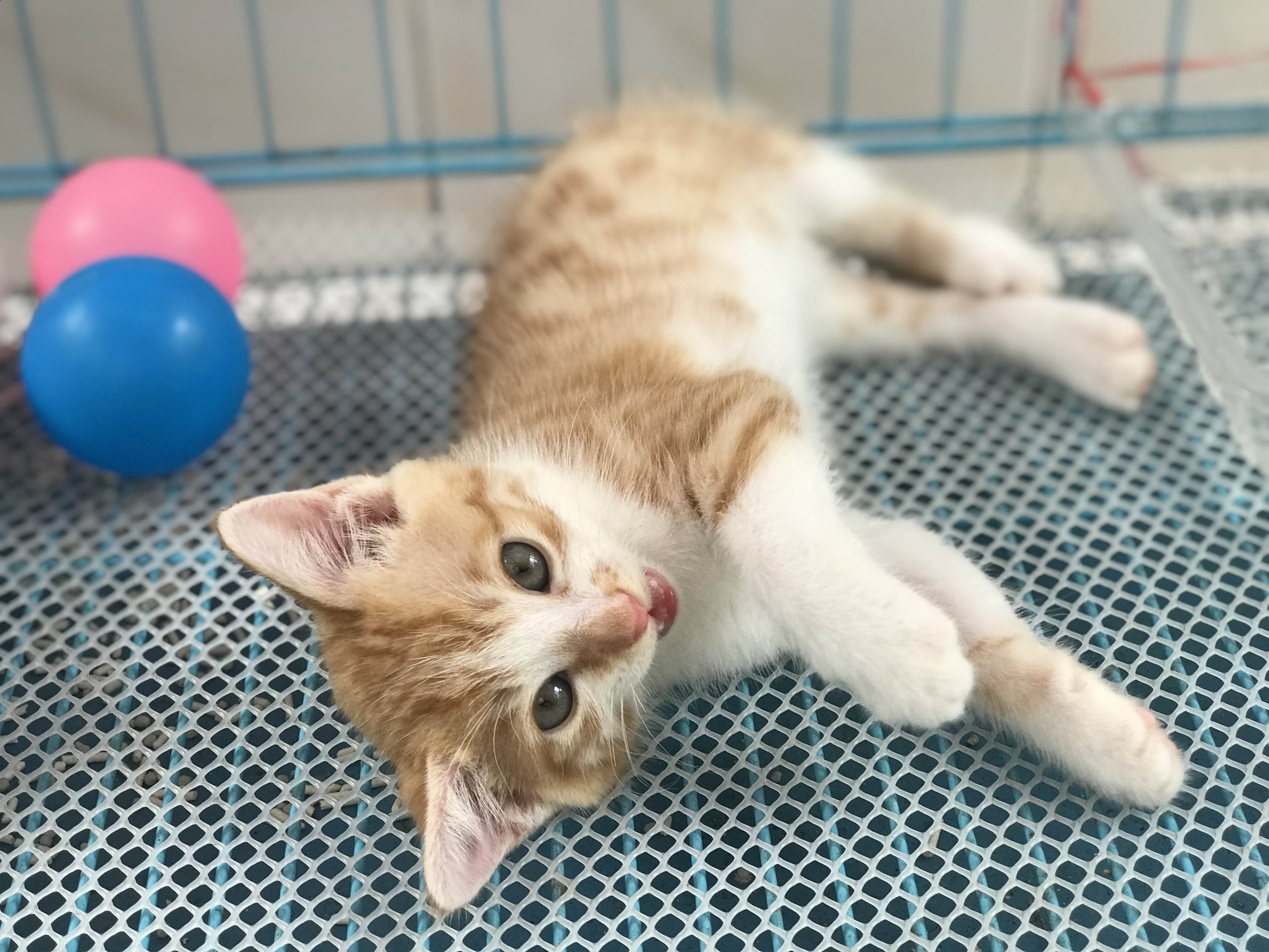 无偿领养   已领养_2