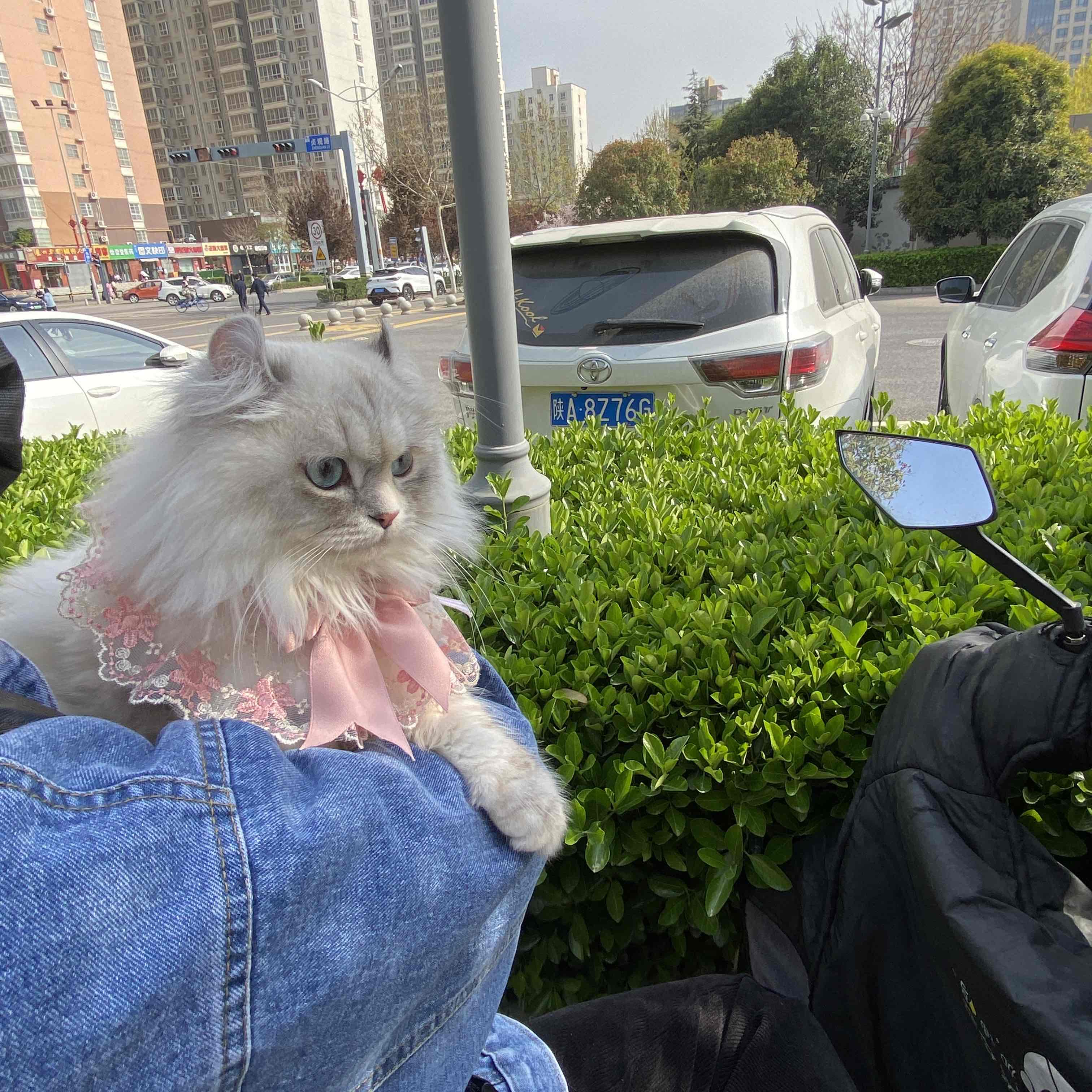 给家的小喵征集个老公_1