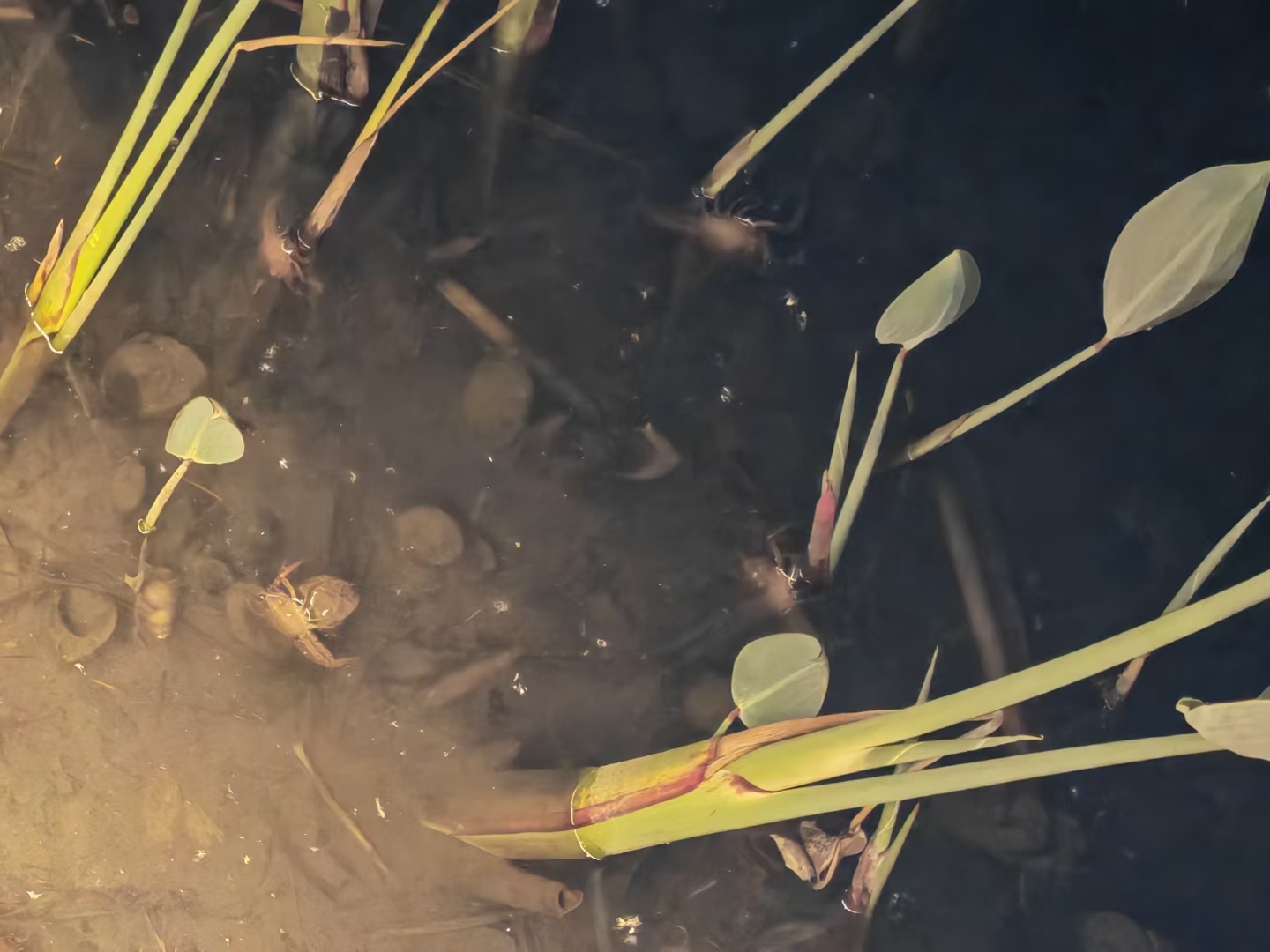 夜袭 湿地小龙虾🦞_1