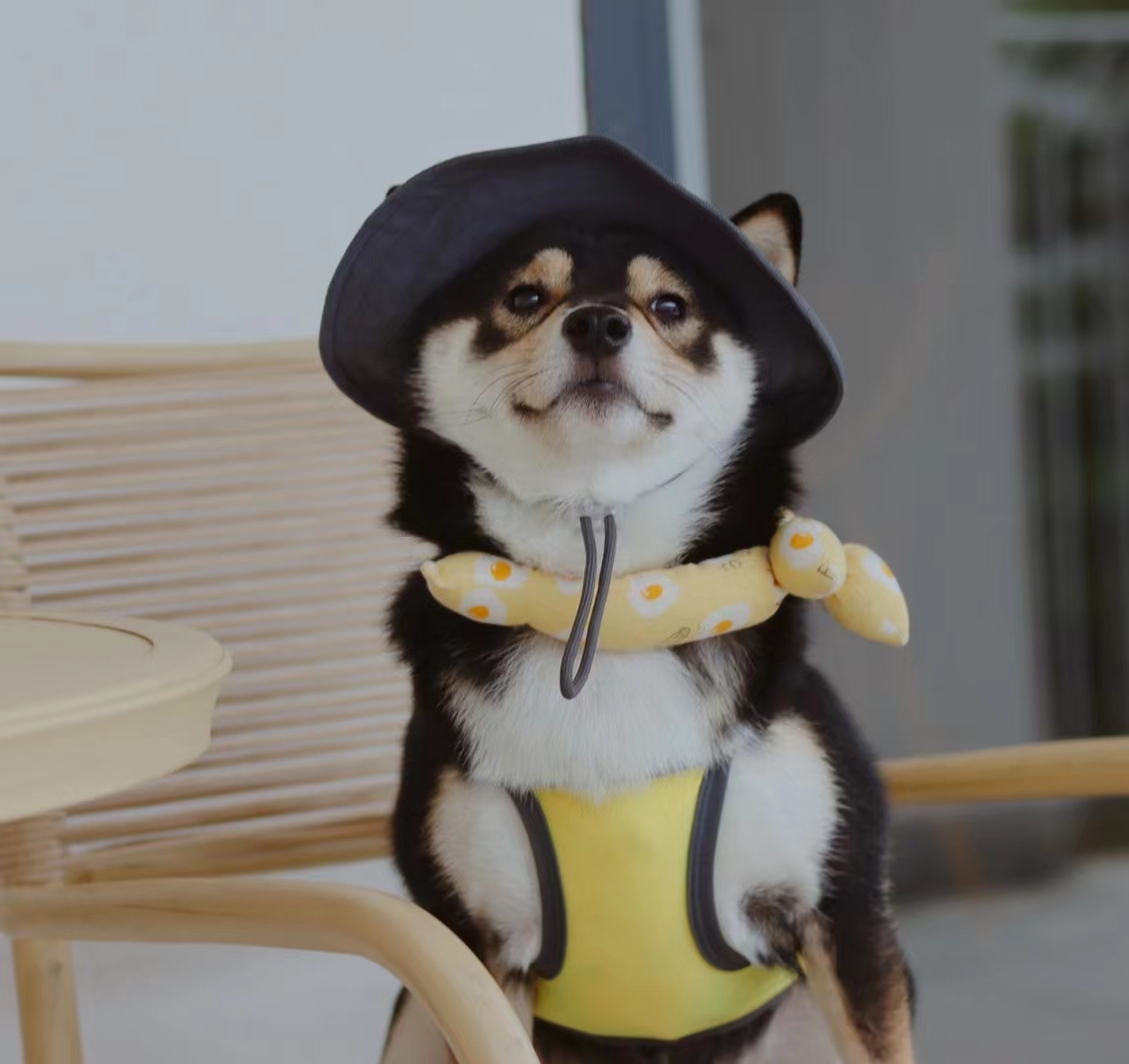 是你的小奶狗🐶 
