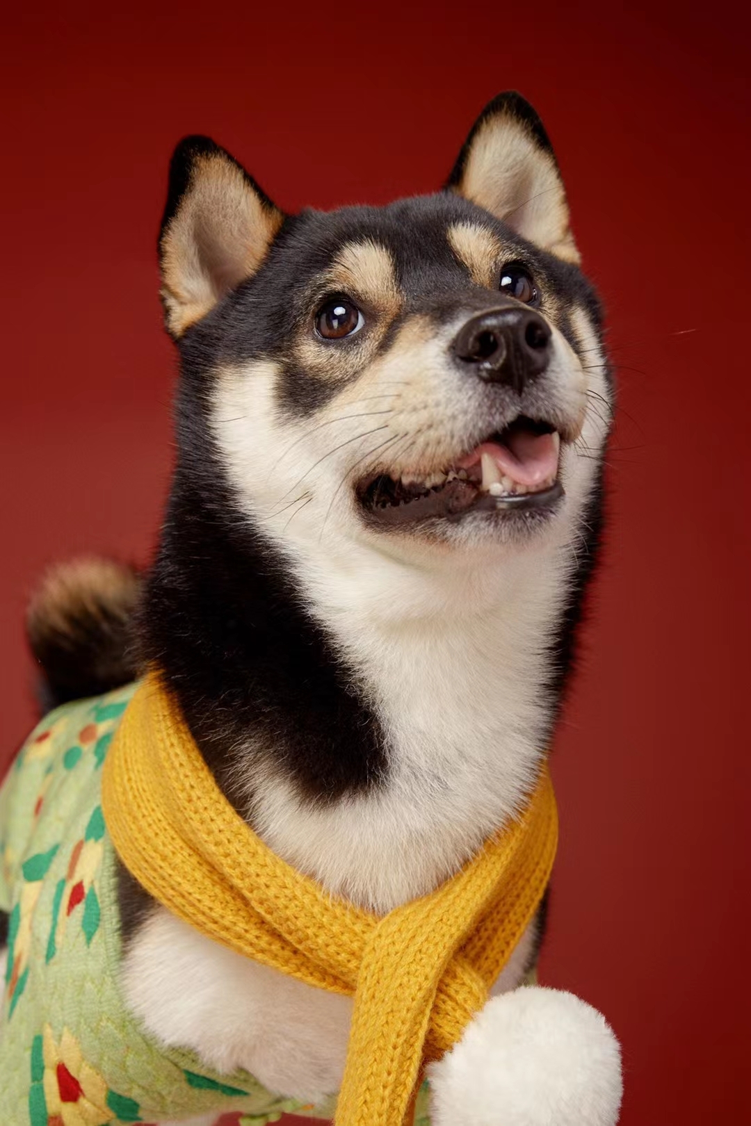 可耐的小狗狗 🐶 嘿嘿