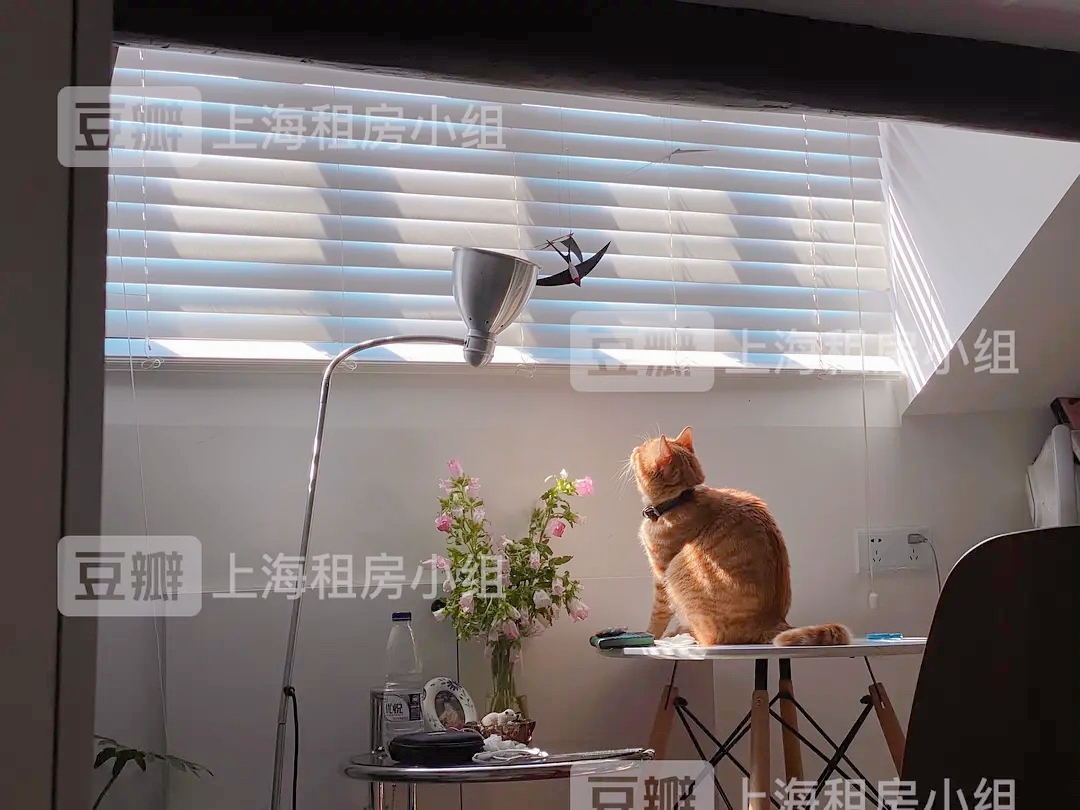 上海-徐匯-非中介,0费用,公寓直租,寵物友好,LGBTQ友好,乾淨治愈,不限性別,市井煙火氣