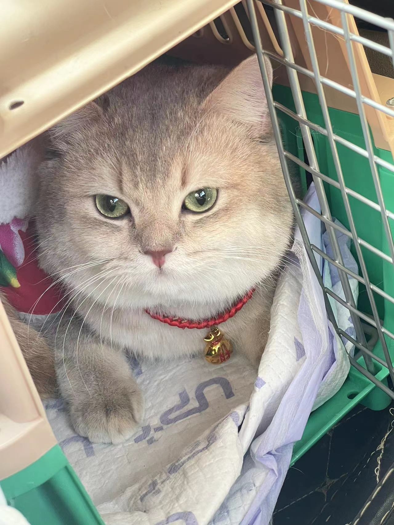 招亲（家里的是弟弟）_0