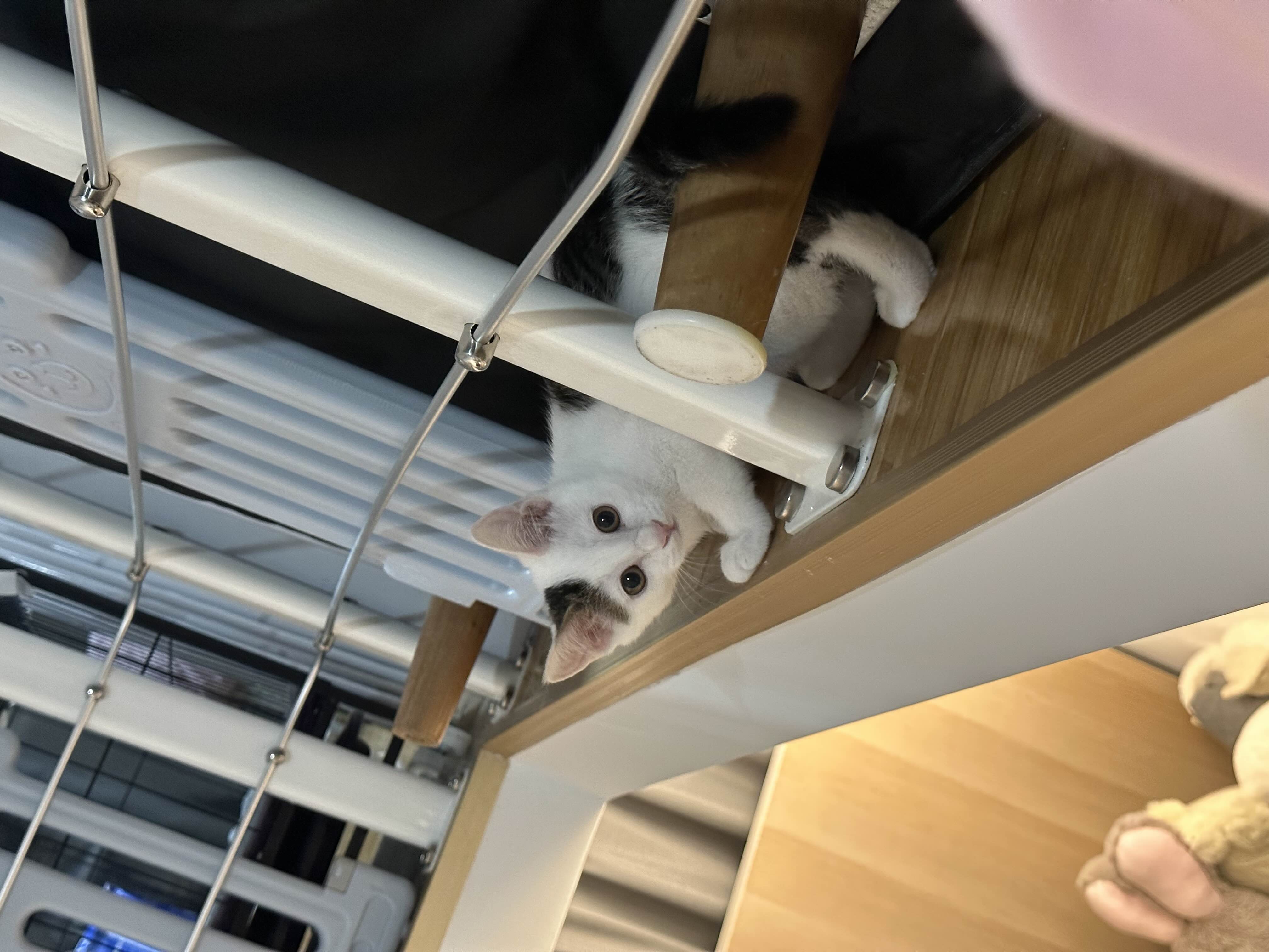 三月大猫咪免费领养｜已打疫苗已驱虫_1