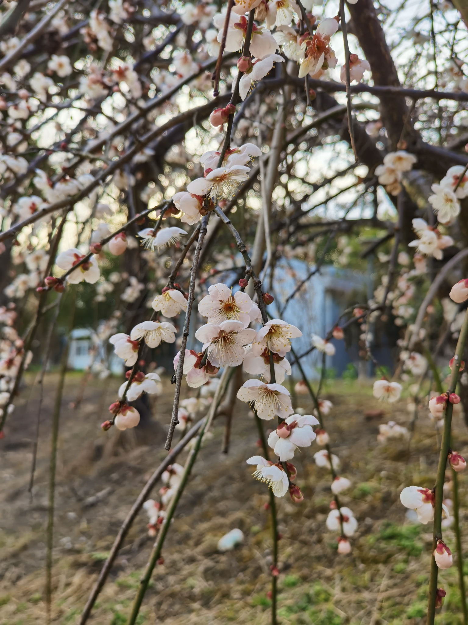 杏花｜春天马上到来 