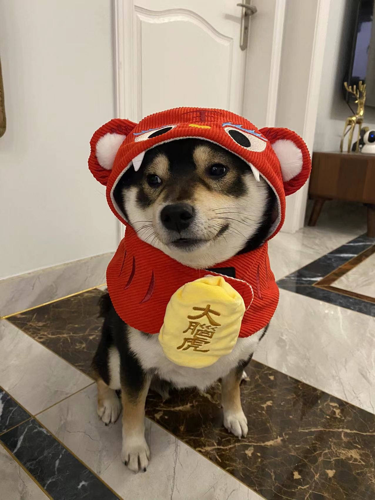 小脑虎好像很不开心的样子，哈哈哈 