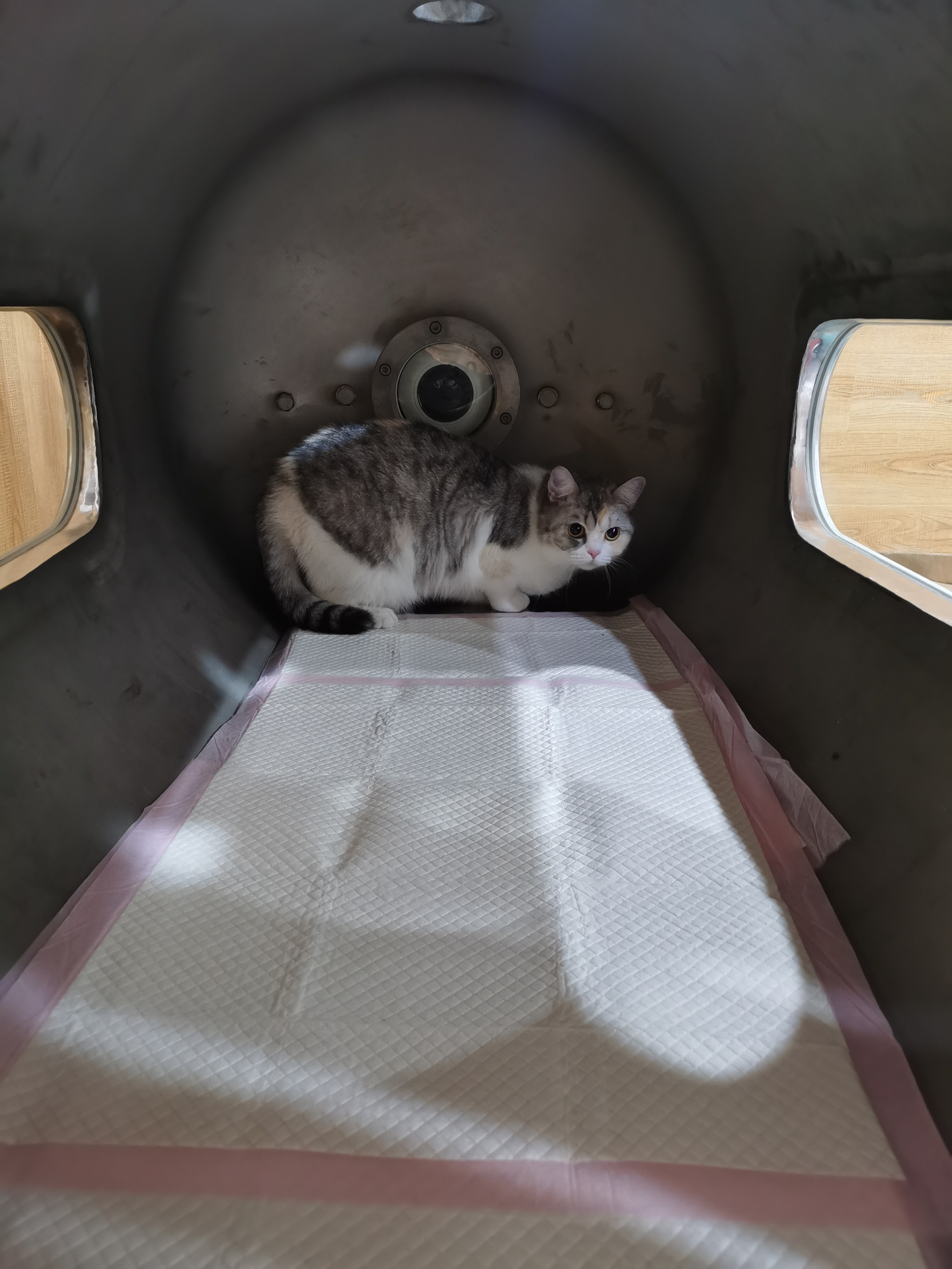 压力桶里的猫 
