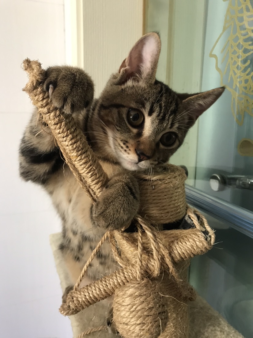Kitten for Free Adoption_1
