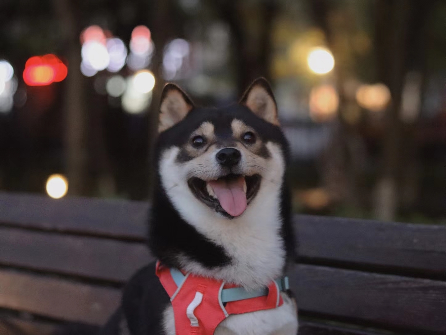 怎么会有这么可爱的修狗勾😊 _0