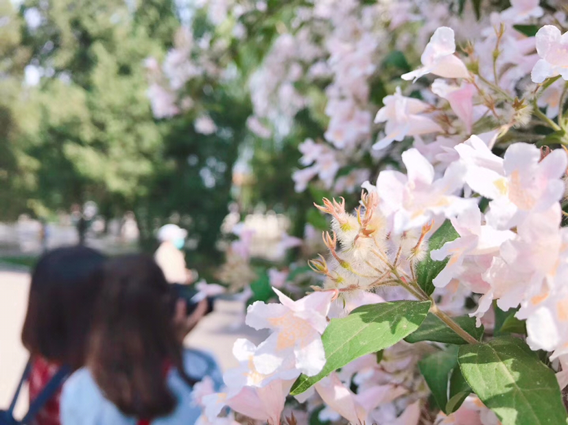 Flower season | 这个时节 就是花开满京城_1