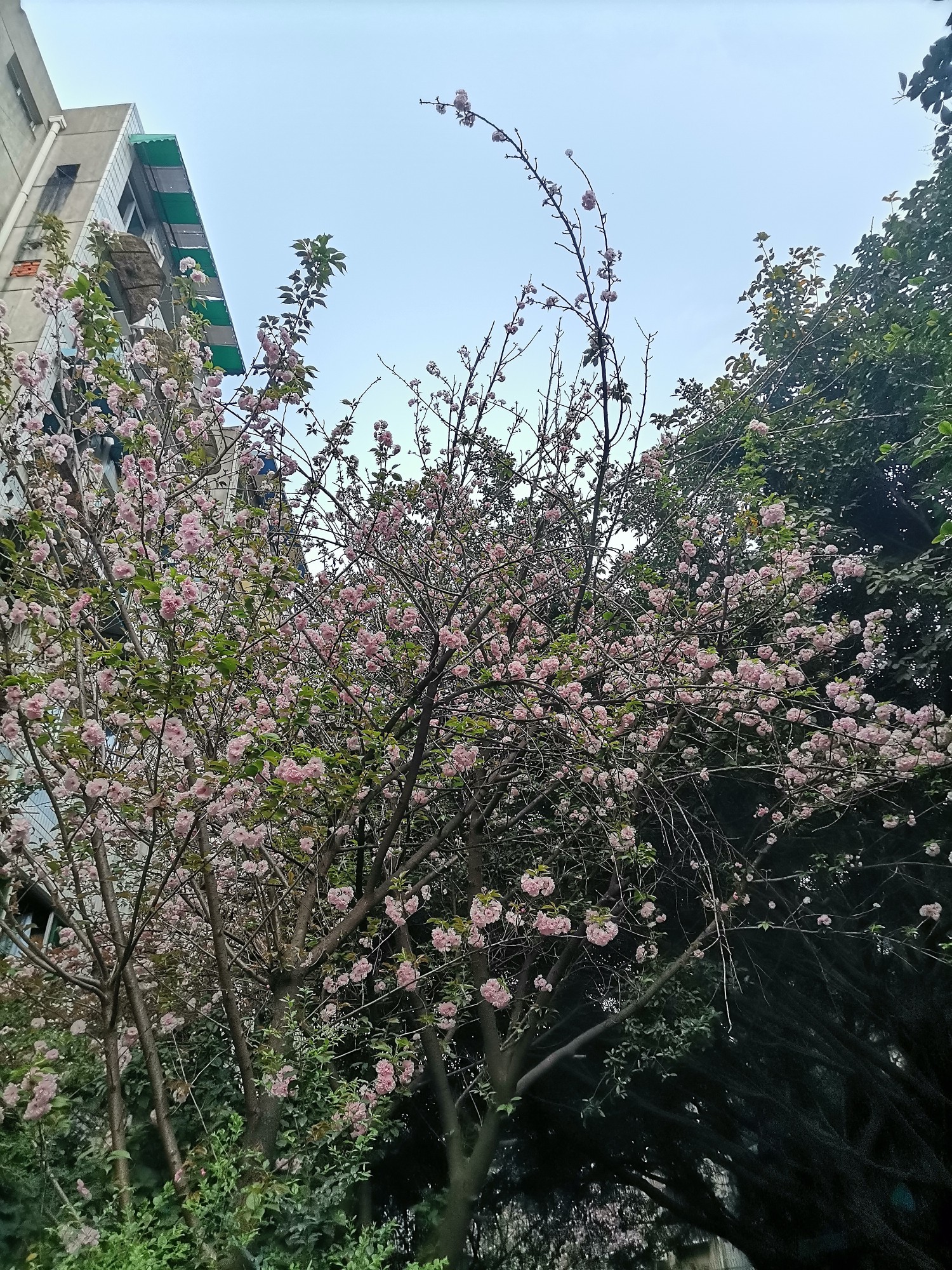 小区楼下的樱花，小蔷薇花都开啦☺️，阳光_0
