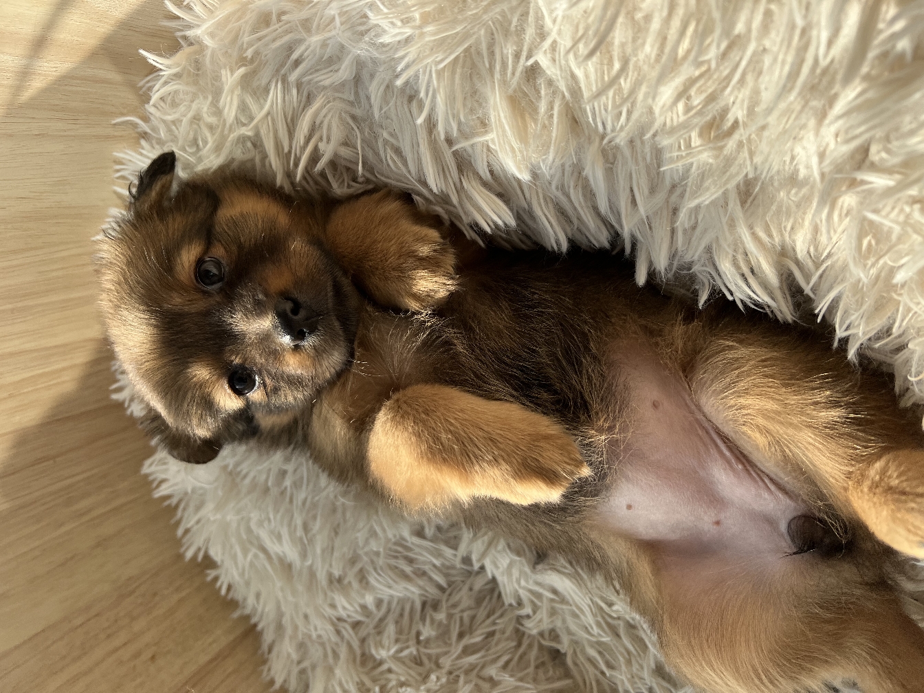 Berlin~puppy for adoption _1