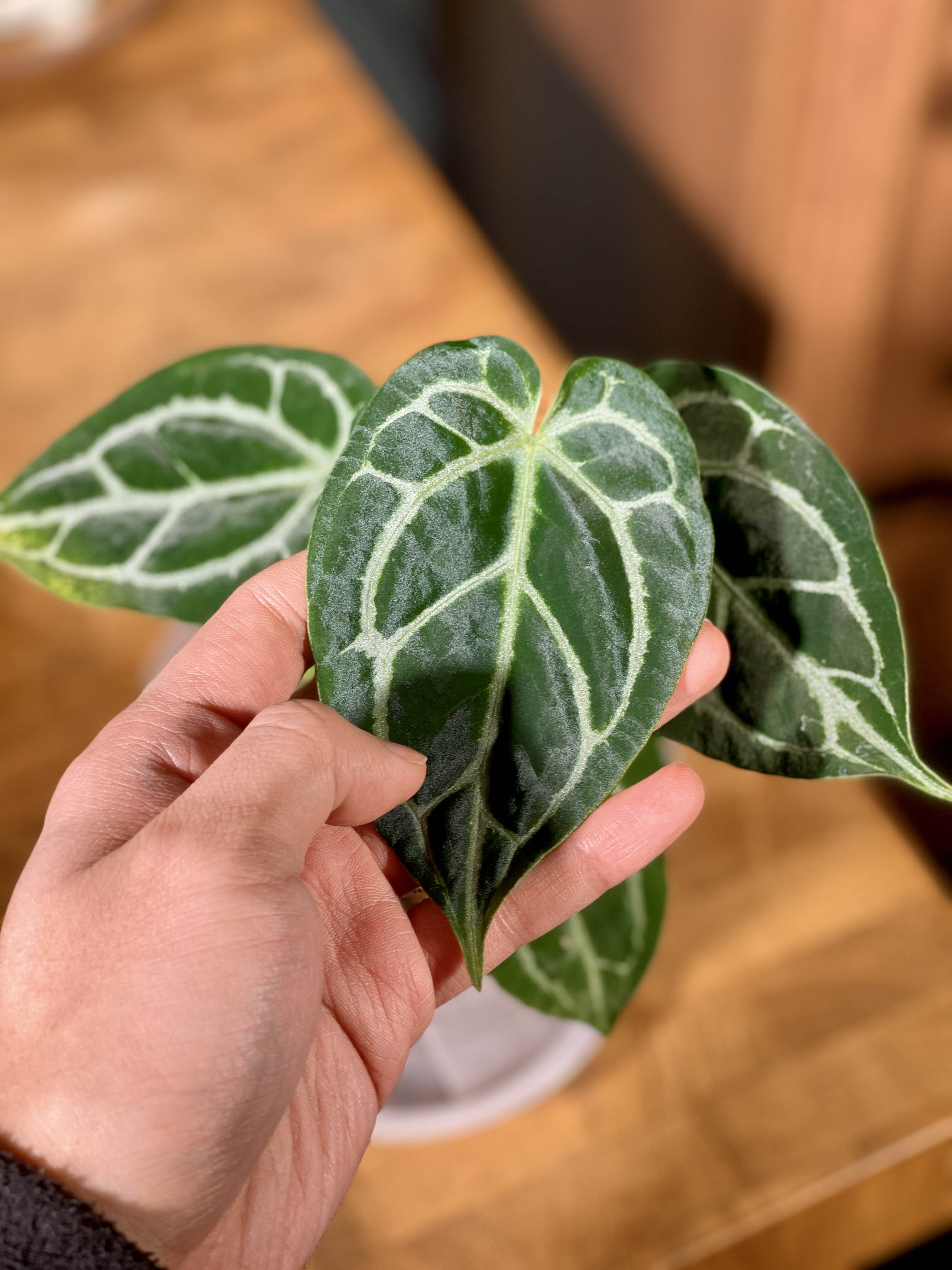 家居热植【南美粗脉华丽花烛】Anthurium Magnigicum_1