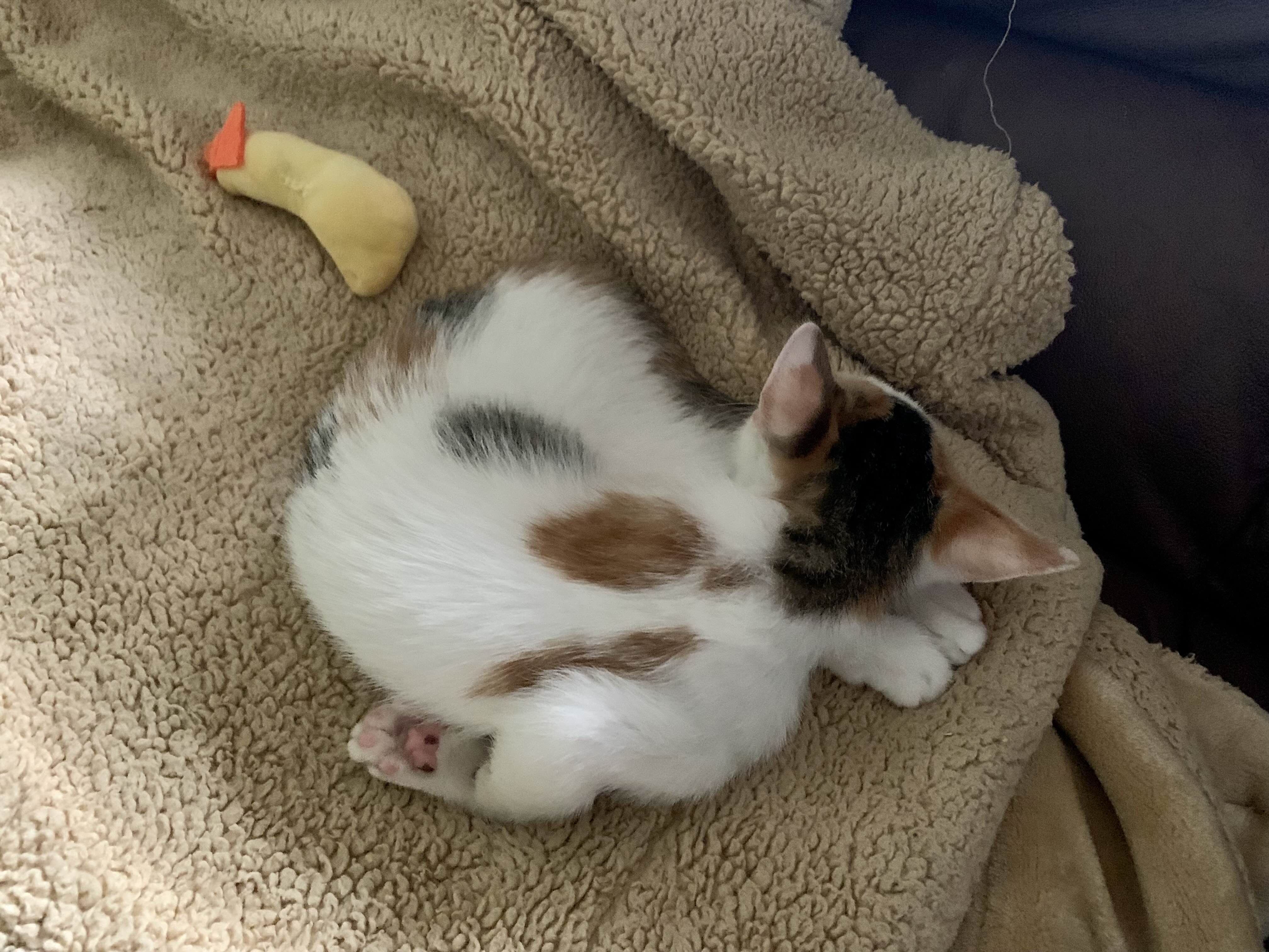 👅三花猫崽子找领养_2