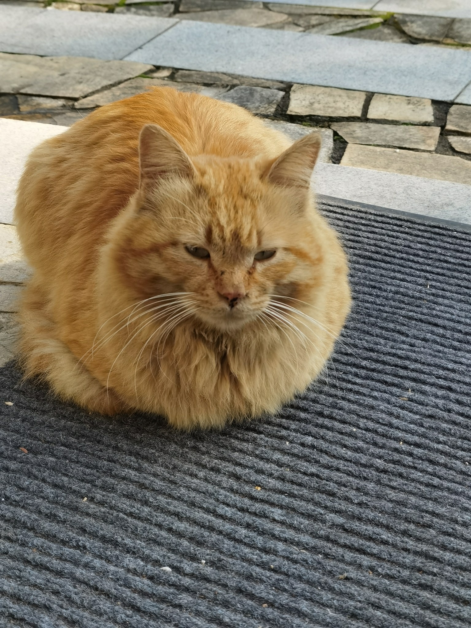 蹲一个大橘 萌宠 