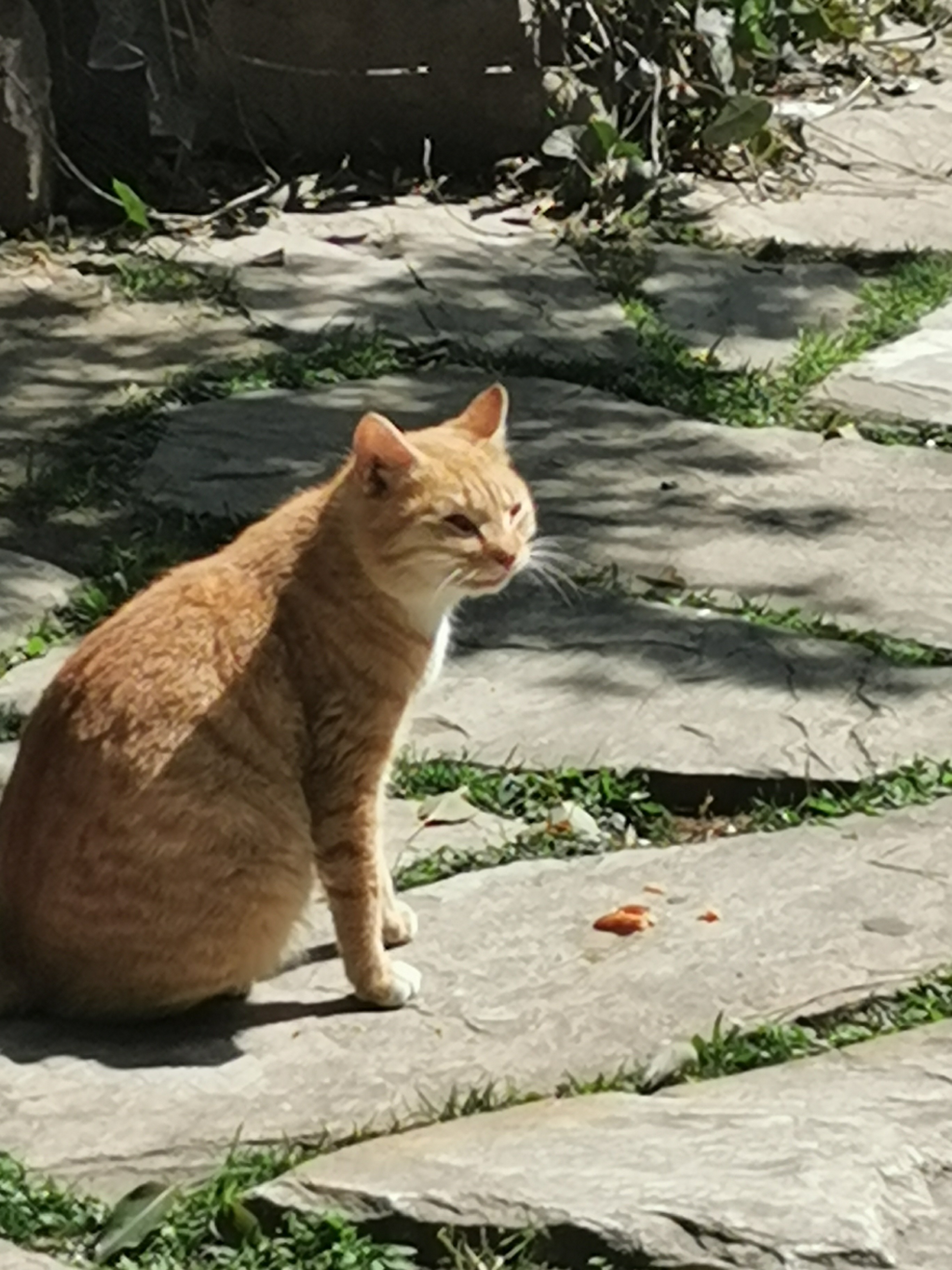 可爱的猫咪