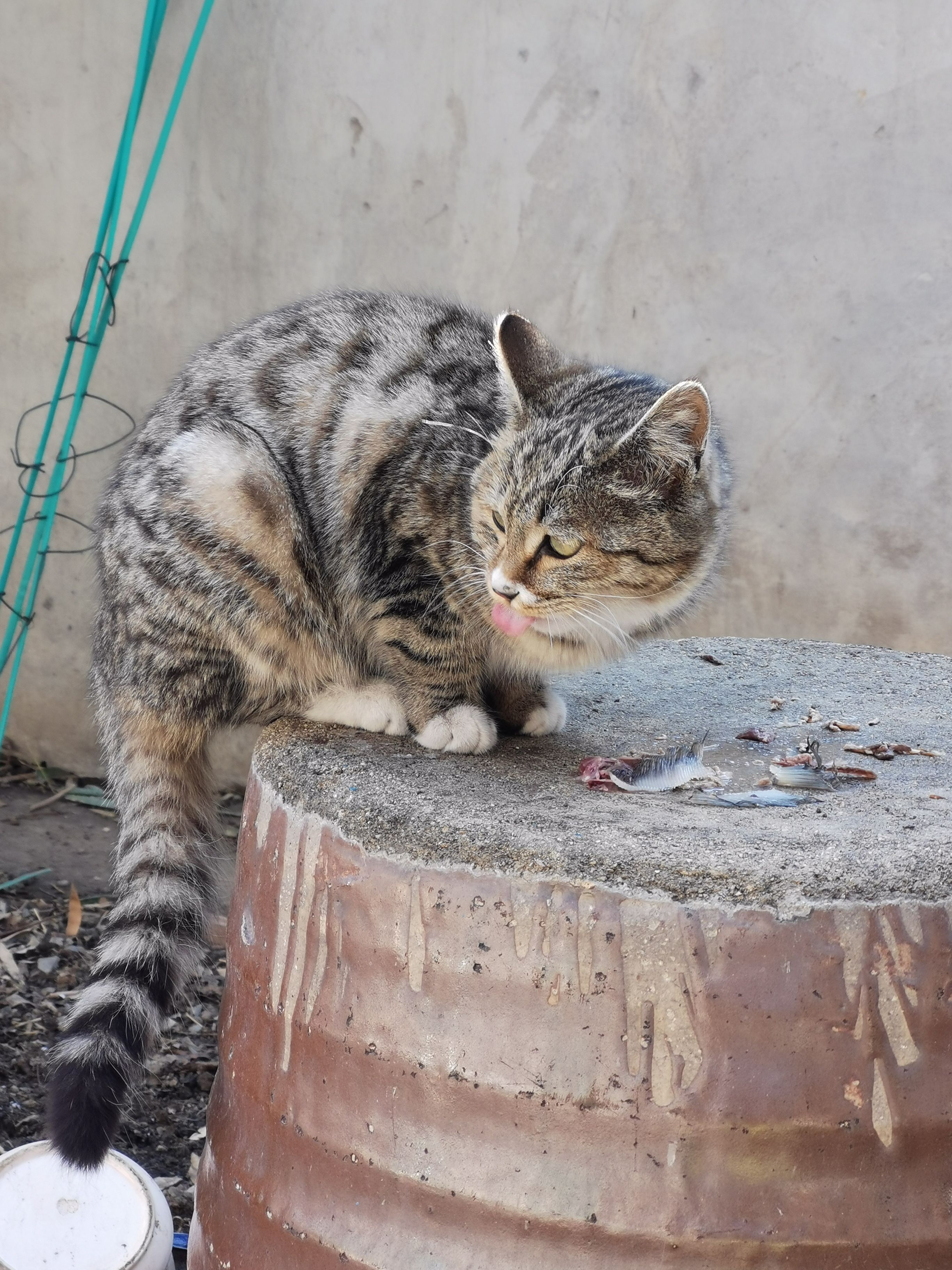 beijing-chaoyang-private-yard-cat-lover-long-short-term-single-apartment