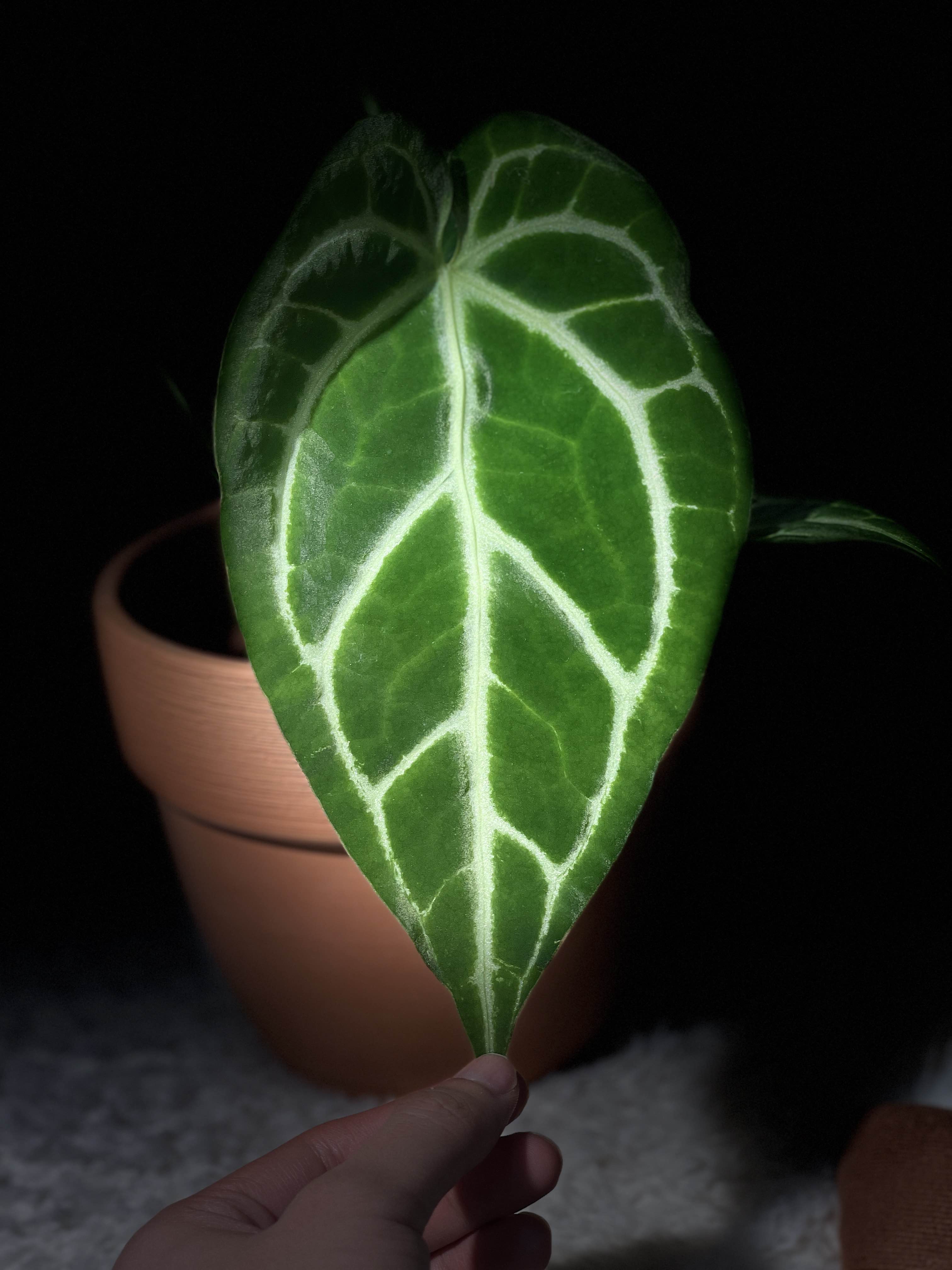 家居热植【华丽杂花烛】Anthurium Magnificum hybrid_1