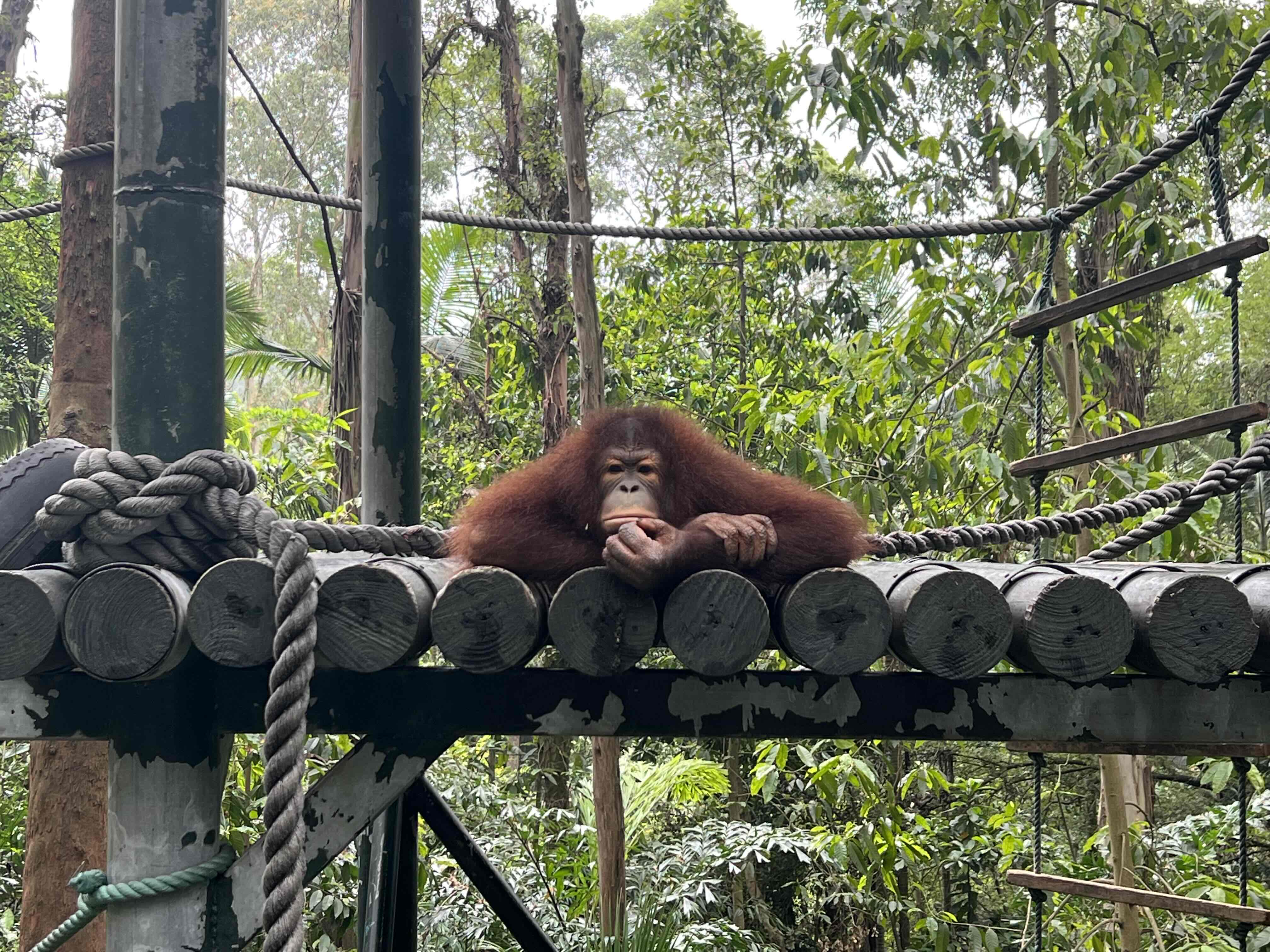 长隆野生动物园_1