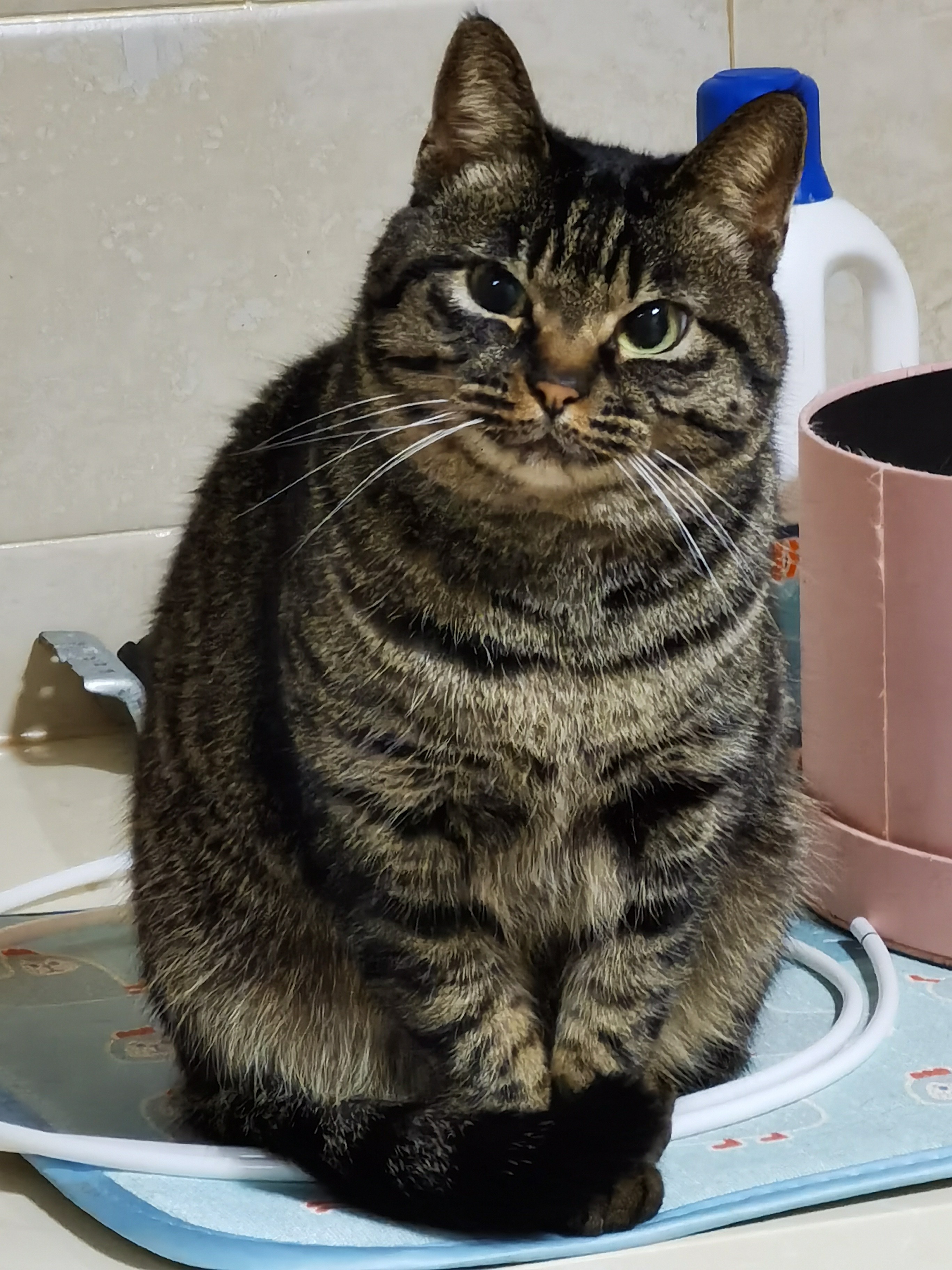 看我看我，上海在线蹲一位房客可短租