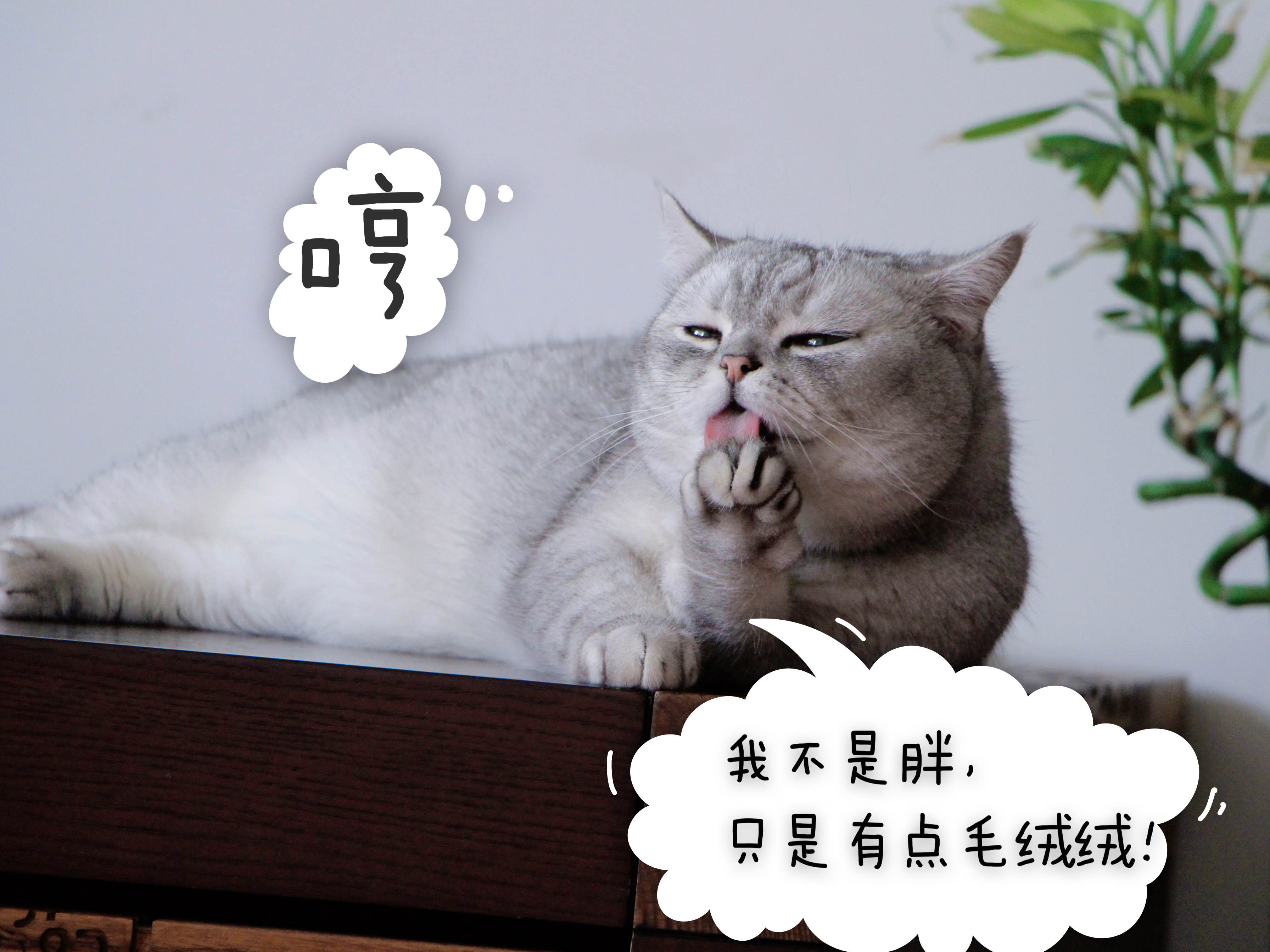 和三只萌宠一起蹲室友😄_1