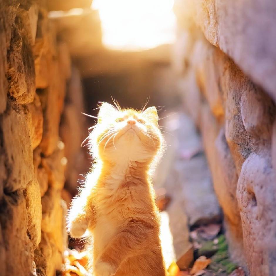 猪是念着倒