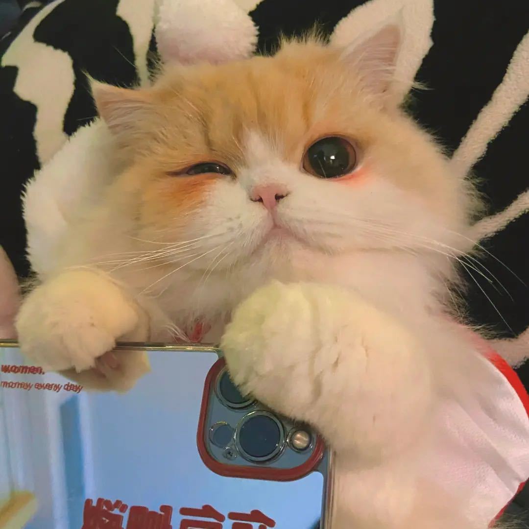 🐈
