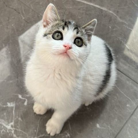 不喝美式