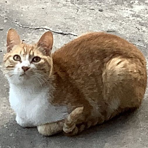 ꯭火꯭华꯭大꯭果꯭果