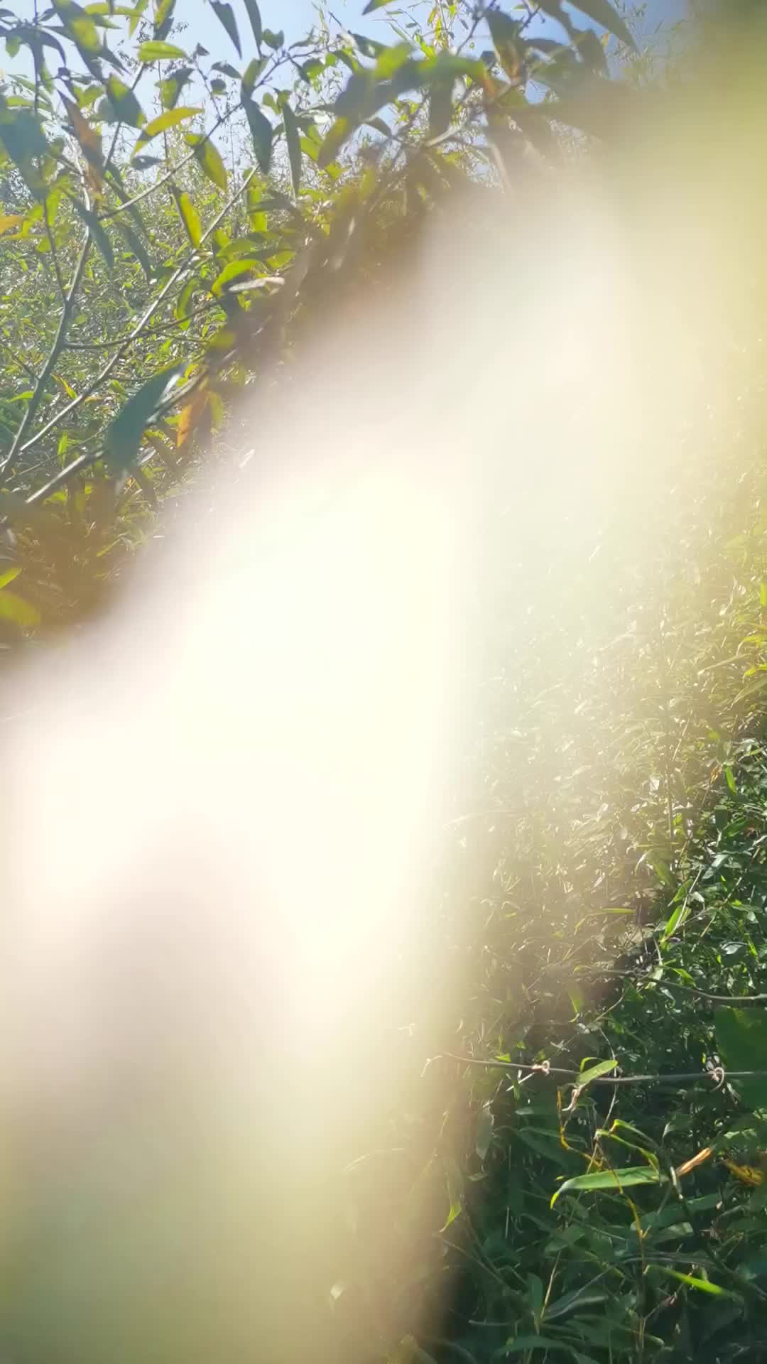 丛林冒险 在线蹲室友 
