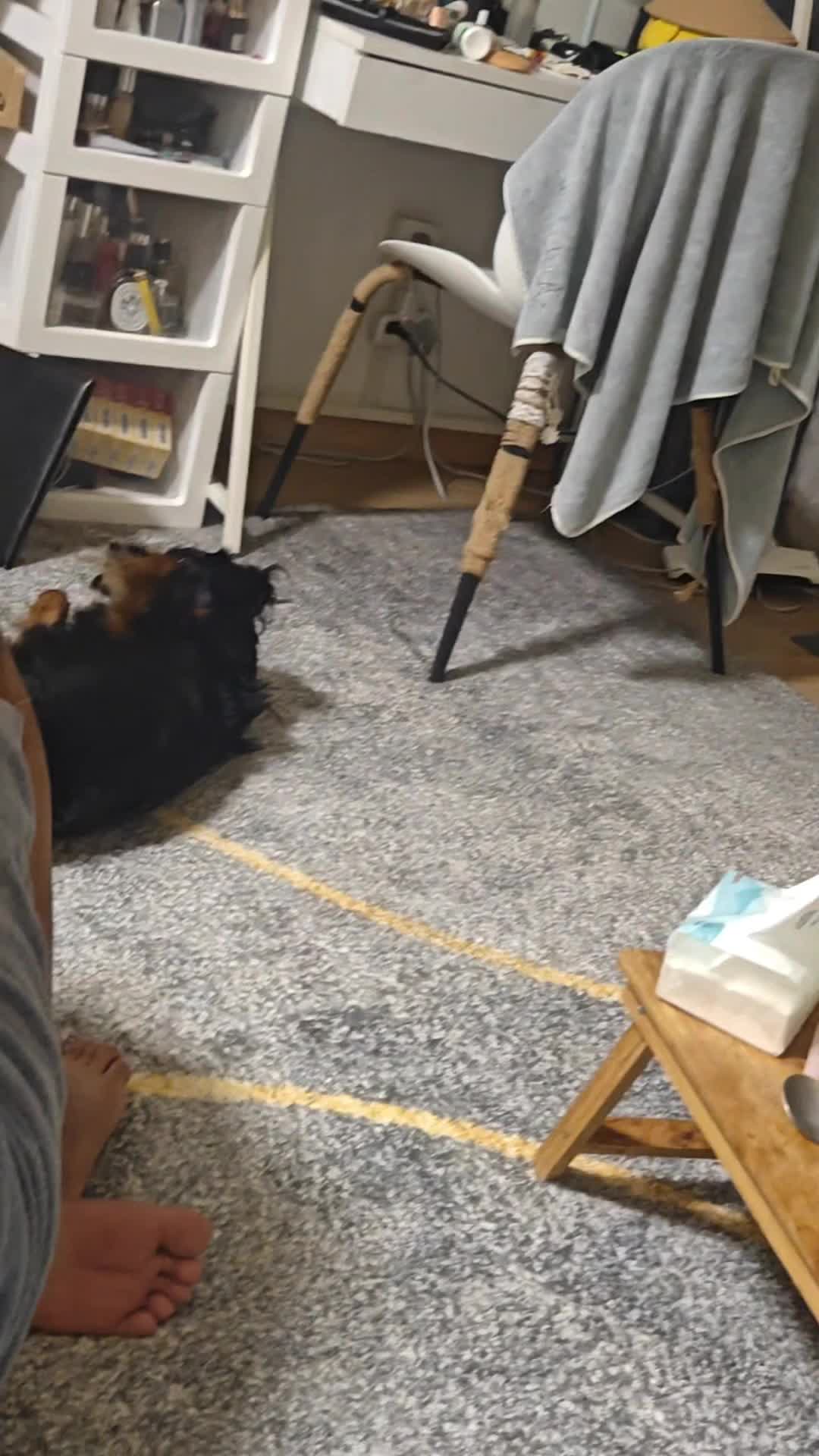 发疯小狗，在线癫狂