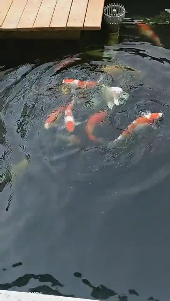 庭院鱼儿游 神仙房东看看我 