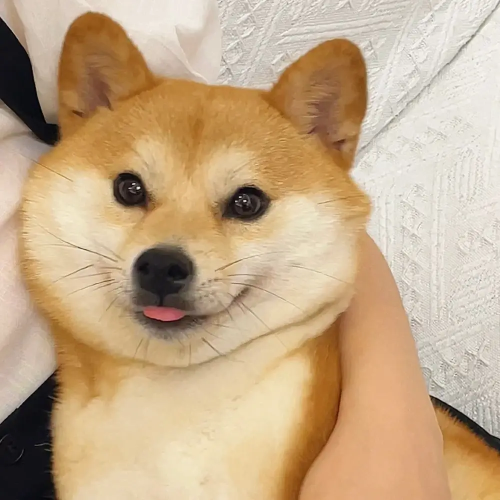 安迪